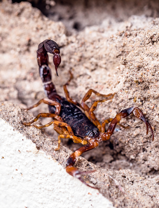 Scorpioni in casa: come eliminarli e miglior Insetticida - Zig Zag