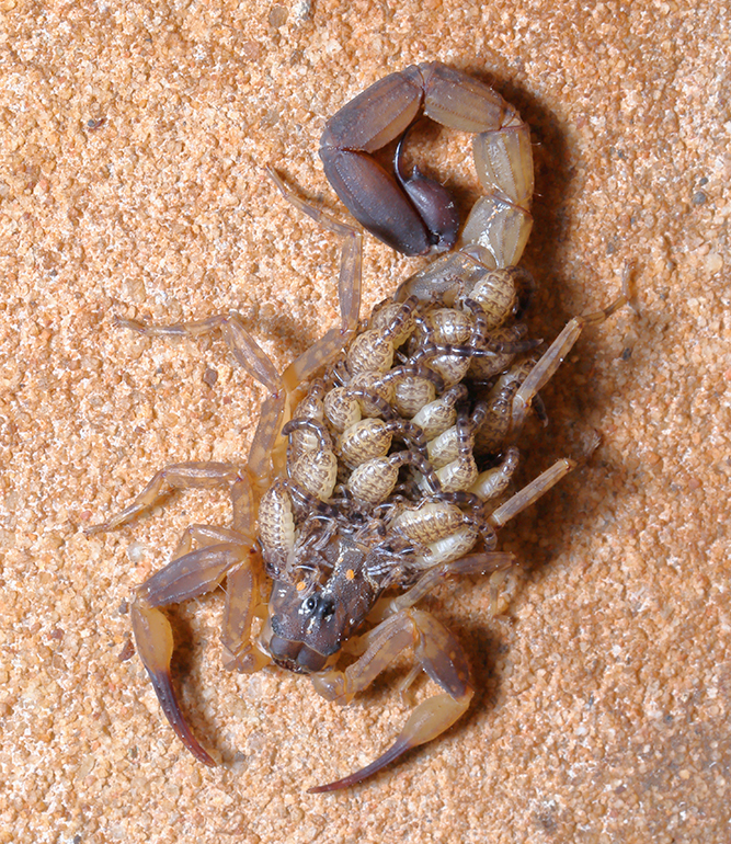 Scorpioni in casa: come eliminarli e miglior Insetticida - Zig Zag