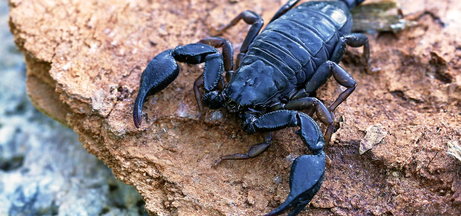 Scorpio Inset Scorpioni italiani: quanto sono pericolosi? - Zig Zag