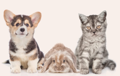 banner-cane-coniglio_NEW