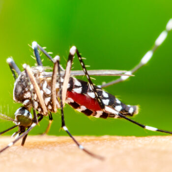 banner-dengue