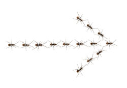 freccia-formiche