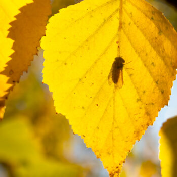 insetti-autunno-big