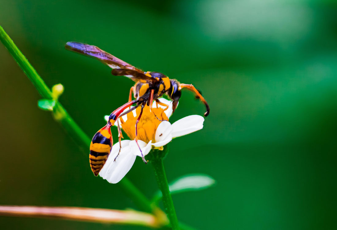 Sapevi Che… - Informazioni e Consigli Insetti - Zig Zag