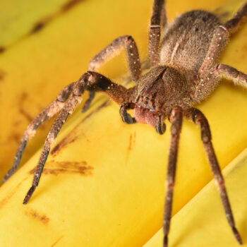 ragno-banane-banner