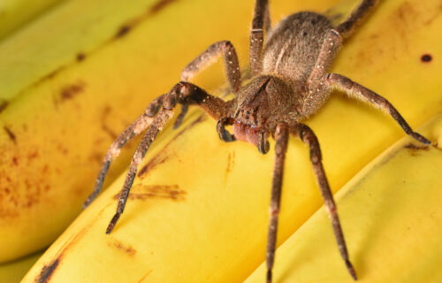 ragno-banane-banner